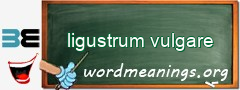 WordMeaning blackboard for ligustrum vulgare